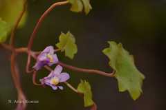 Cymbalaria muralis